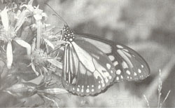 ڿ Ҿ  ſ
